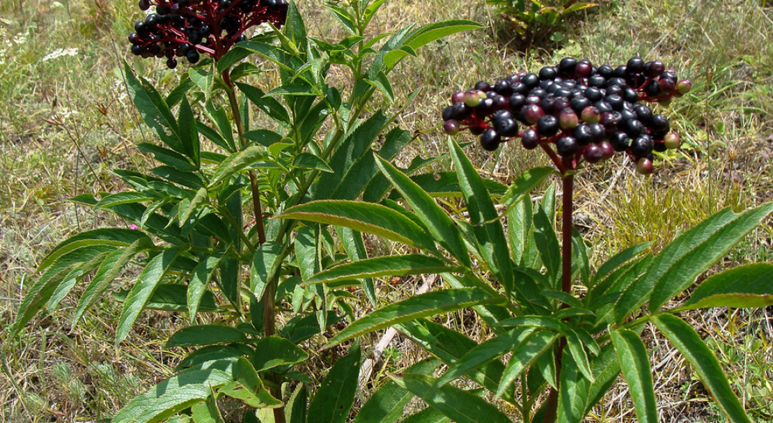 Реферат: Характеристика рослин бузина трав яниста бузина чорна бузок звичайний буквиця лікарська