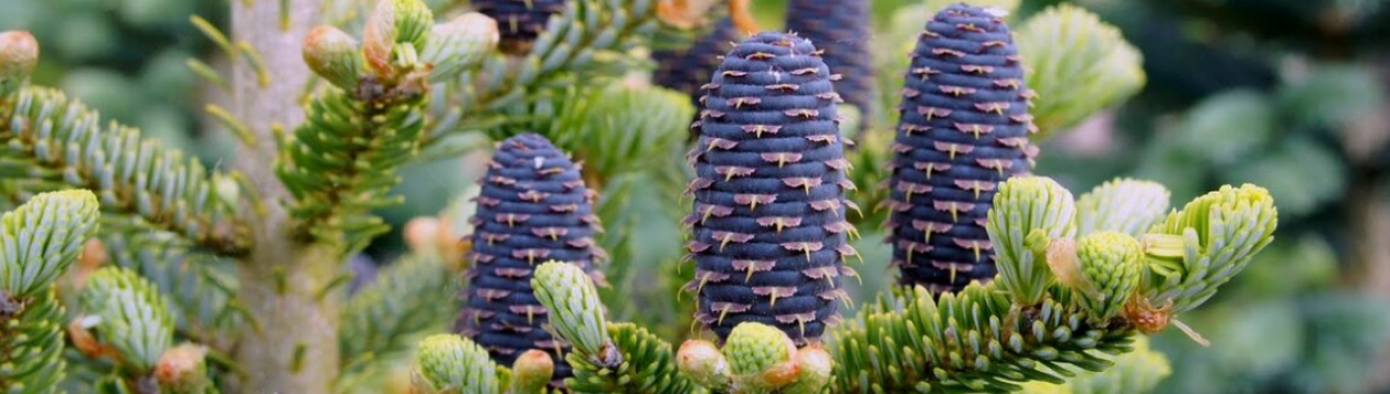 Опис різновидів ялиці