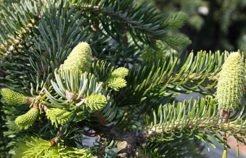 Ялиця Пендула