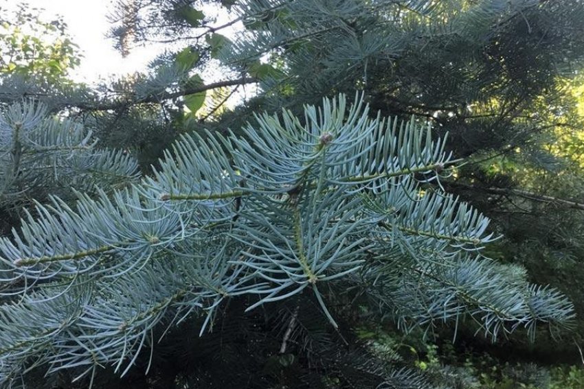 Ялиця Пирамидата