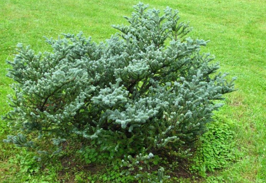 Ялиця Франклін