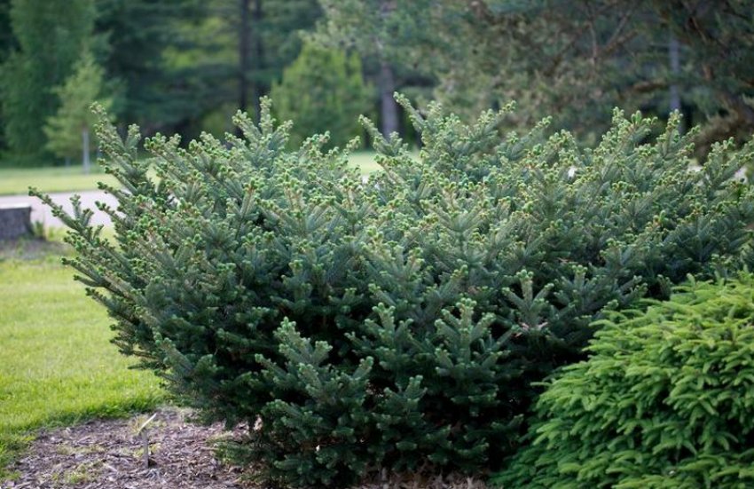 Ялиця Прострата