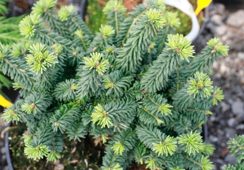 Ялиця одноколірна