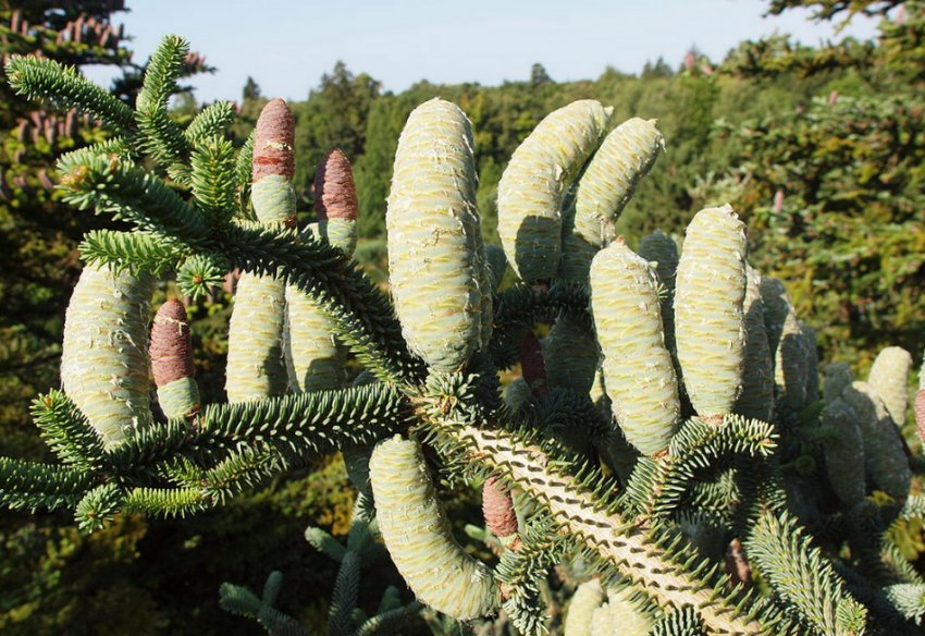 Ялиця Нумидийская