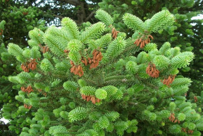 Ялиця кефалинийская