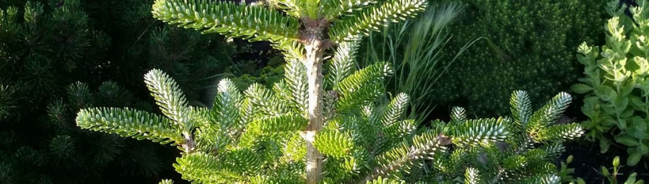 Опис ялиці корейської Моллі, її посадка і догляд