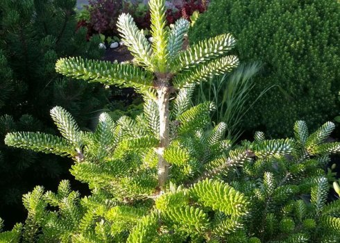 Опис ялиці корейської Моллі, її посадка і догляд