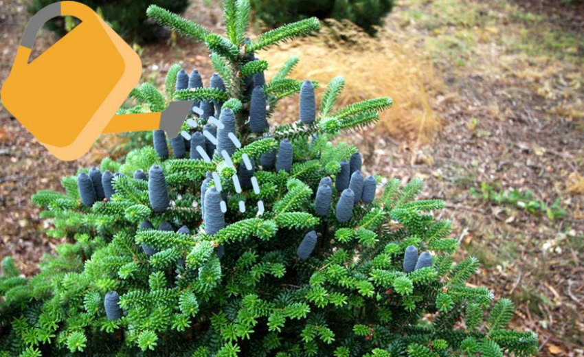 Полив корейської ялиці Моллі