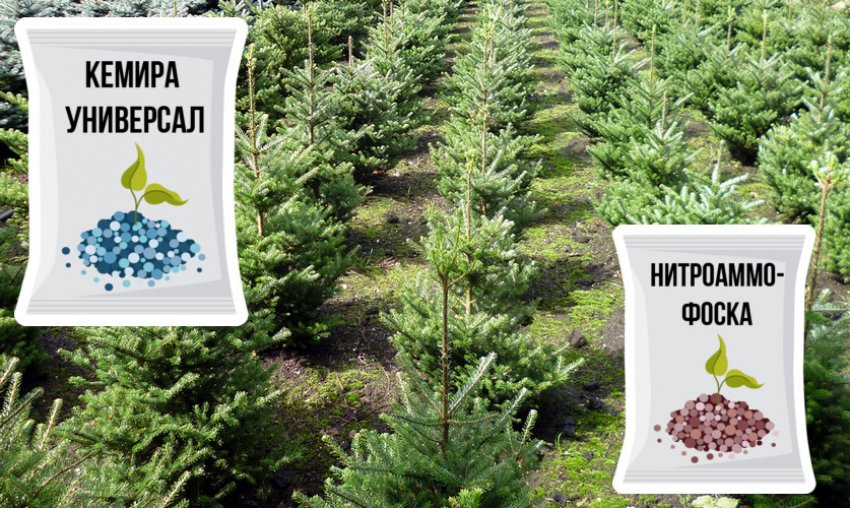 Підгодівля для ялиці Моллі