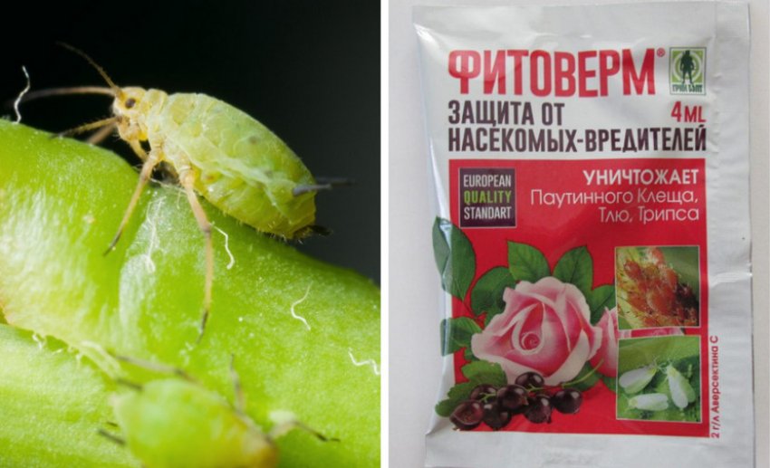 Препарат для боротьби з попелицею