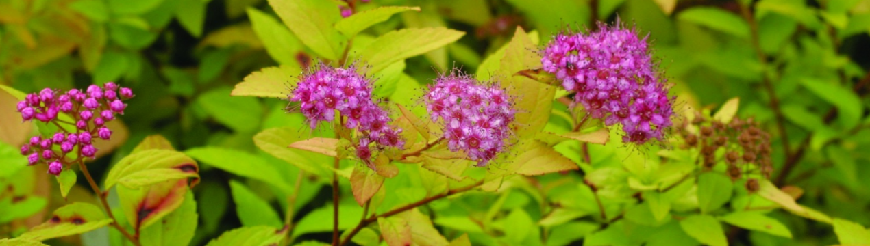 Особливості спіреї японської Голден Принцес