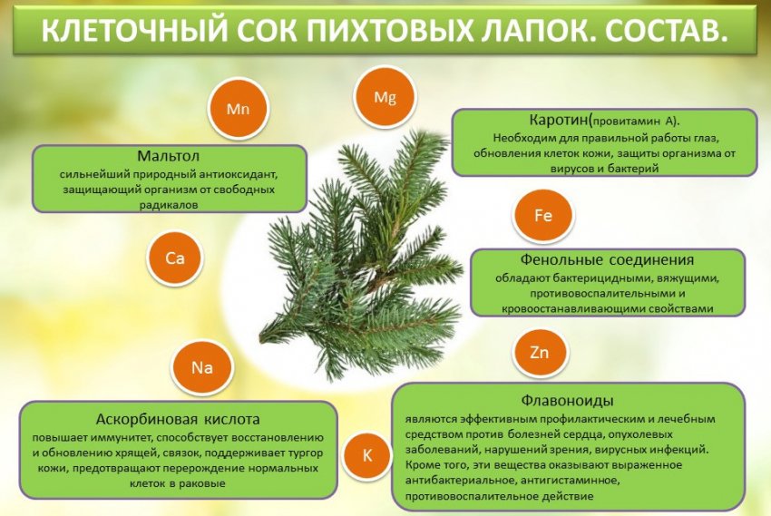 Состав клеточного сока пихты