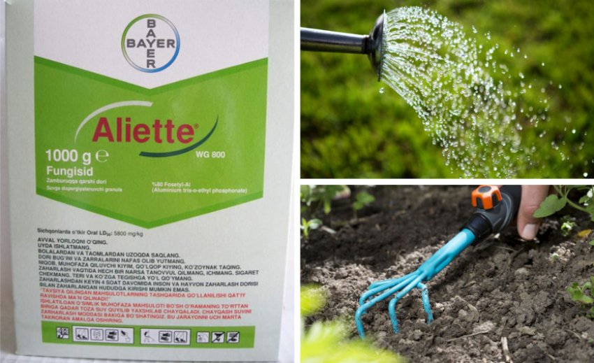 Боротьба з фітофторозом