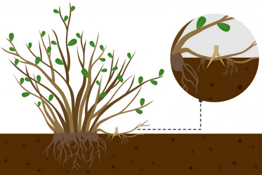 Розмноження спіреї відведеннями