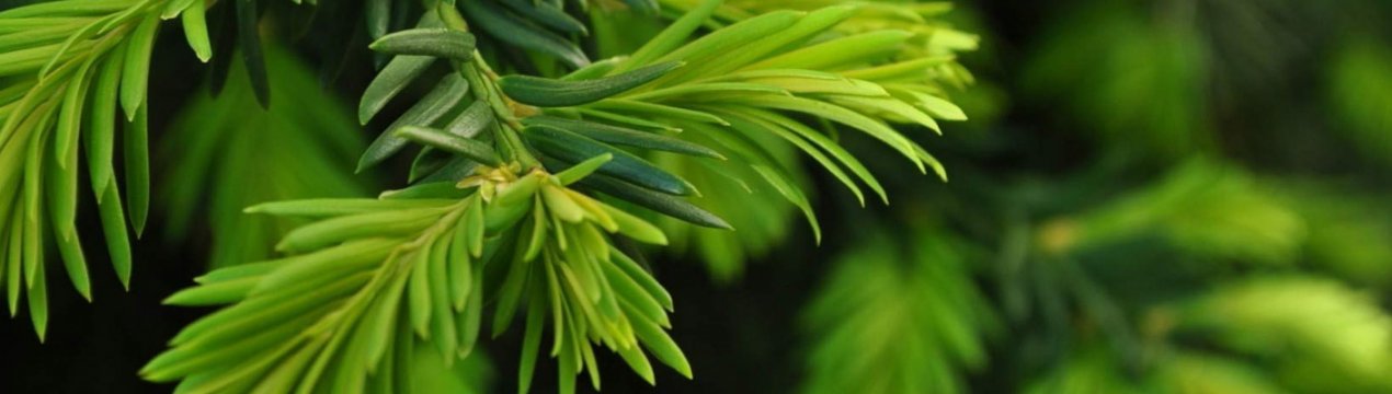 Корисні властивості клітинного соку ялиці сибірської