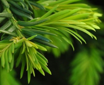 Корисні властивості клітинного соку ялиці сибірської