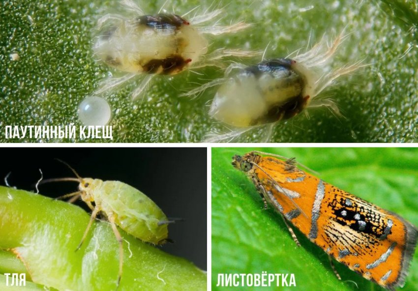 Шкідники спіреї