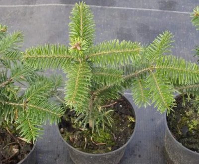 Розмноження ялиці живцюванням в домашніх умовах