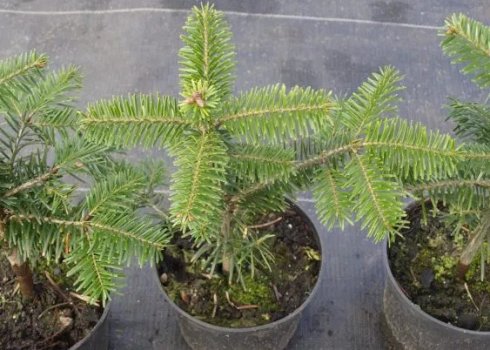 Розмноження ялиці живцюванням в домашніх умовах