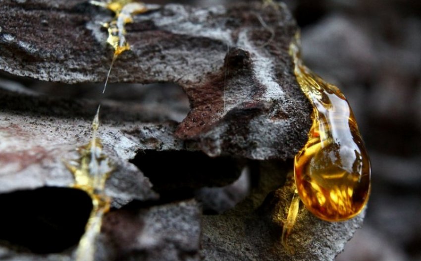 Соснова смола Соснова смола