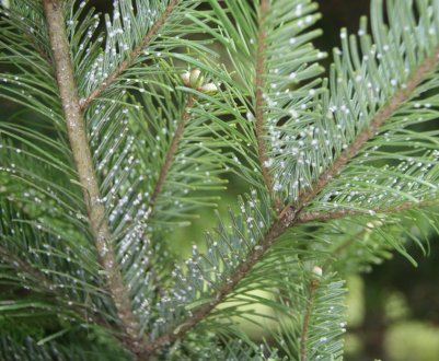 Методи боротьби з ялиново-смерековим хермесом