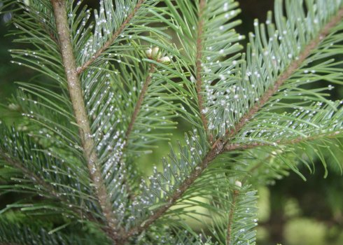 Методи боротьби з ялиново-смерековим хермесом