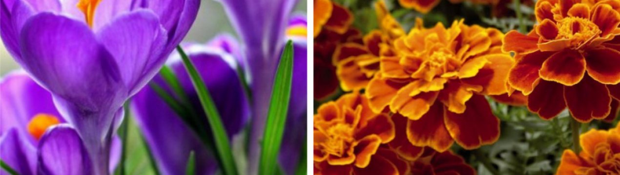 Шафран і чорнобривці — відмінність квіток