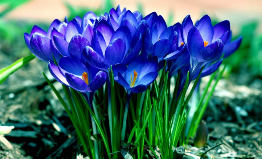 Квіти— крокуси