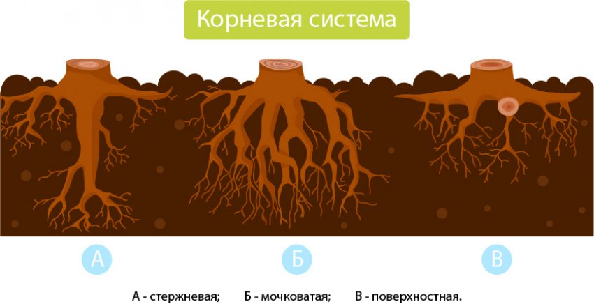 Коренева система ялиці Коренева система ялиці