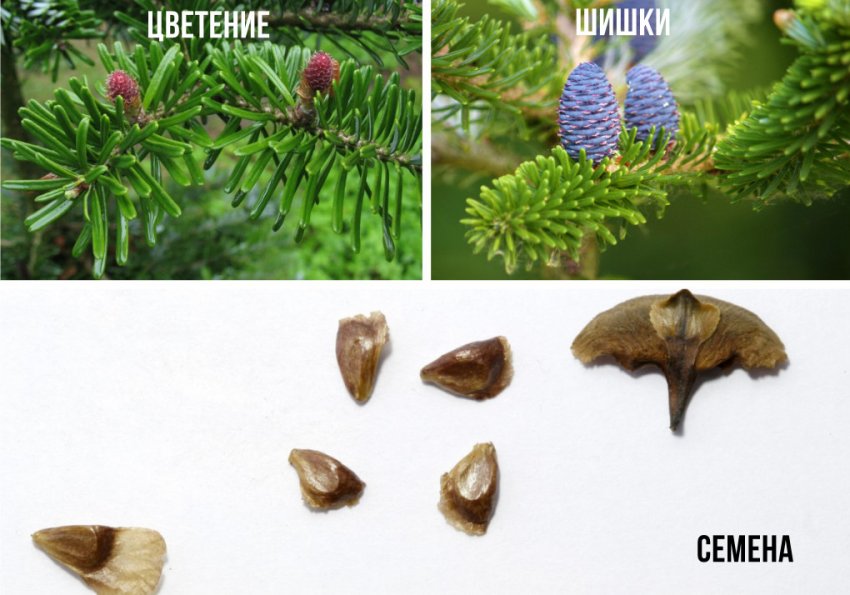 Цвітіння, шишки і насіння ялиці Цвітіння, шишки і насіння ялиці