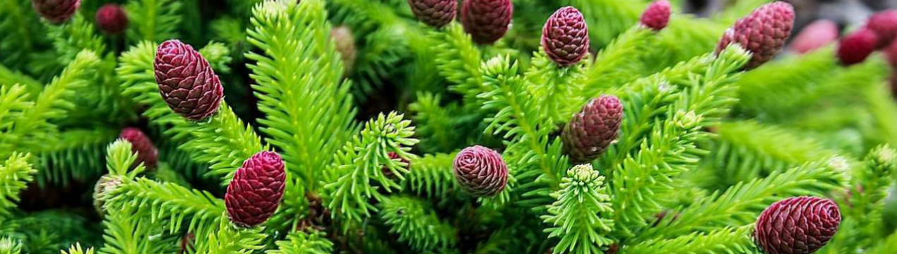 Популярні сорти їли