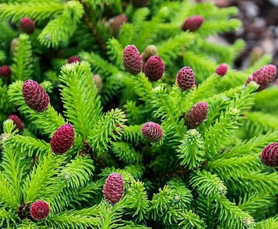 Популярні сорти їли