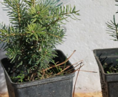 Правила посадки ялиці