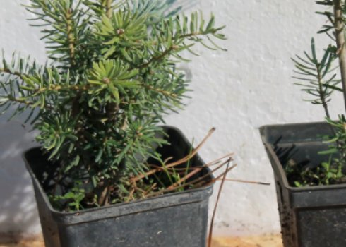 Правила посадки ялиці