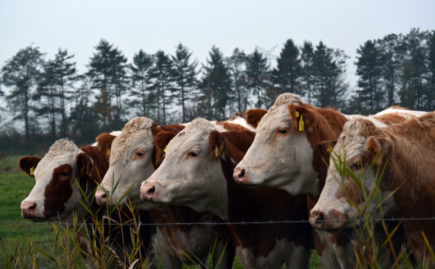 В Курській області виявлена велика звалище біологічних відходів В Курській області виявлена велика звалище біологічних відходів