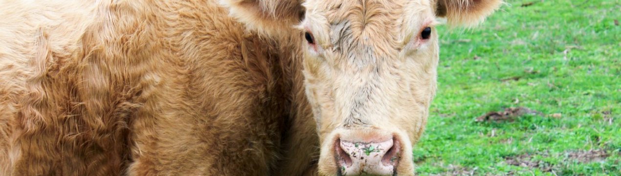 У Курській області виявлена велика звалище біологічних відходів