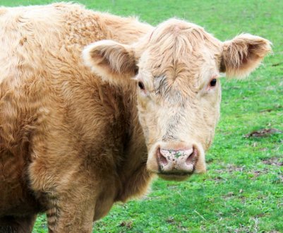 У Курській області виявлена велика звалище біологічних відходів