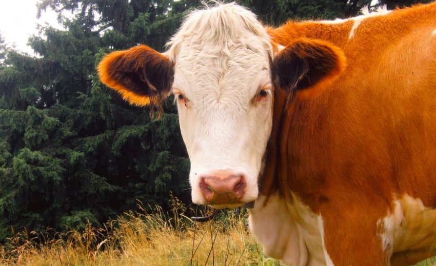 В Курській області виявлена велика звалище біологічних відходів В Курській області виявлена велика звалище біологічних відходів