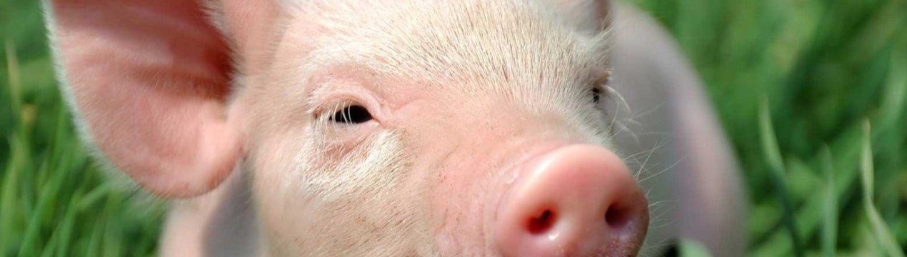 Данія планує знизити використання антибіотиків в свинарстві на 8 відсотків