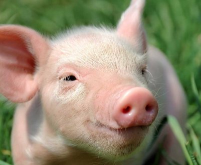 Данія планує знизити використання антибіотиків в свинарстві на 8 відсотків