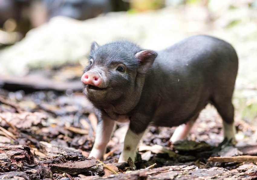 Данія планує знизити використання антибіотиків в свинарстві на 8 відсотків Данія планує знизити використання антибіотиків в свинарстві на 8 відсотків