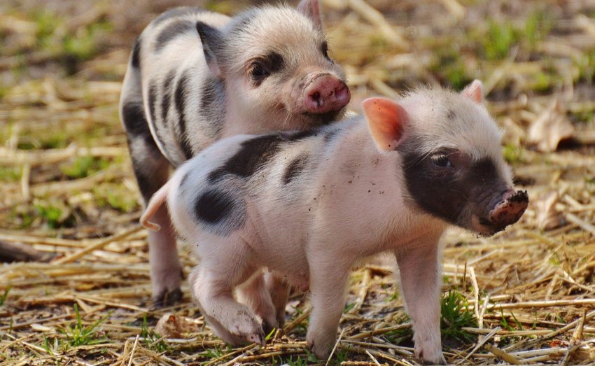 Данія планує знизити використання антибіотиків в свинарстві на 8 відсотків Данія планує знизити використання антибіотиків в свинарстві на 8 відсотків