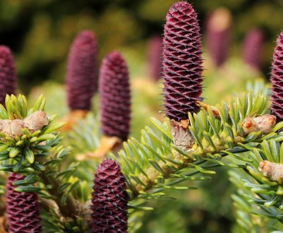 Що таке ялиця, її опис та характеристики