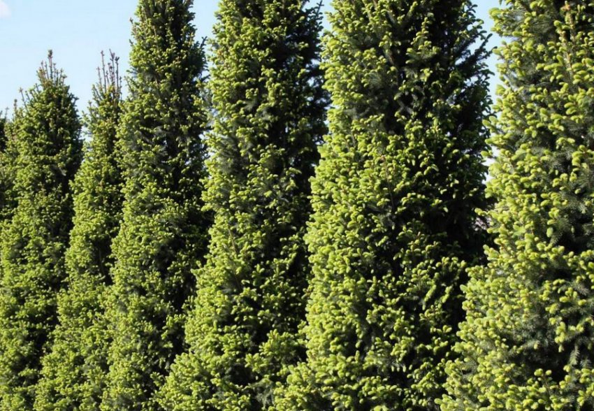 Ялина Cupressina