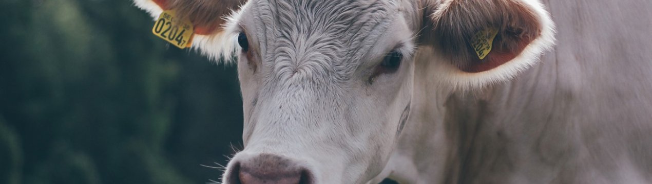 Сімейне господарство з Вінницької області запустило молочно-товарну ферму