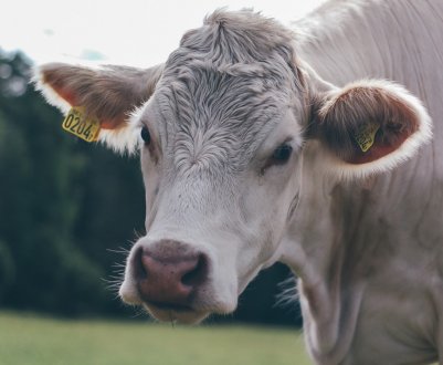 Сімейне господарство з Вінницької області запустило молочно-товарну ферму