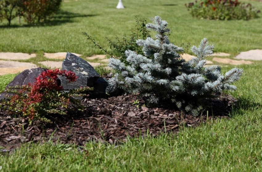 Мульчування ялиці Мульчування ялиці