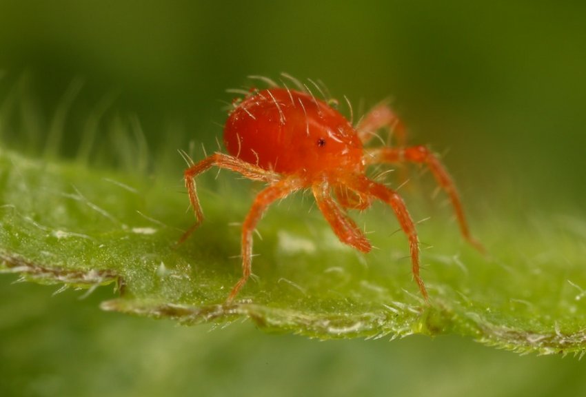 Павутинний кліщ Павутинний кліщ