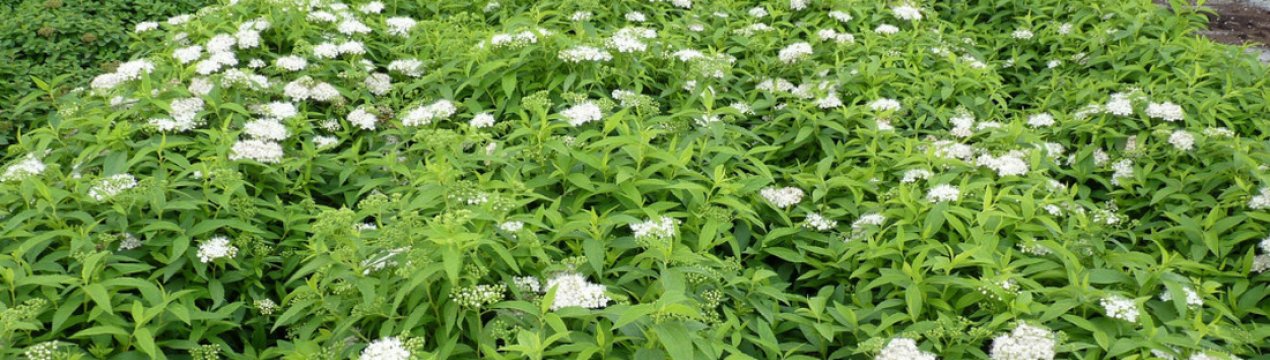 Особенности кустарника спиреи Альбифлора