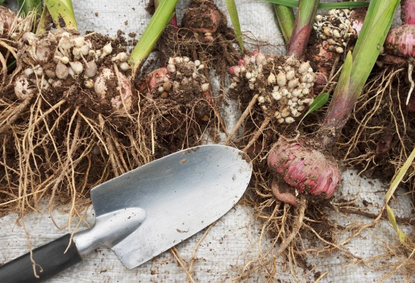 Выкопка луковиц гладиолусов Выкопка луковиц гладиолусов